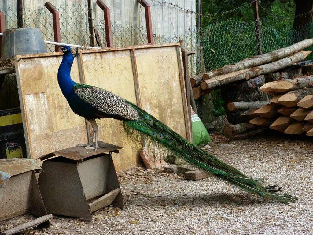 Societa Agricola F.Lli Angelucci Villa Cannara Bagian luar foto